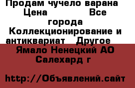 Продам чучело варана › Цена ­ 15 000 - Все города Коллекционирование и антиквариат » Другое   . Ямало-Ненецкий АО,Салехард г.